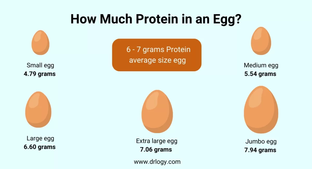 Calculating Protein Content in Eggs